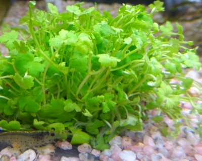 新水草