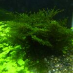 ウィローモスのかたまり