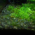 生きている水草。