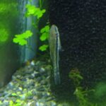 いつも2匹しか見かけないオトシンクルス